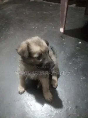 0-1 month Female Mixed Breed German Shepherd