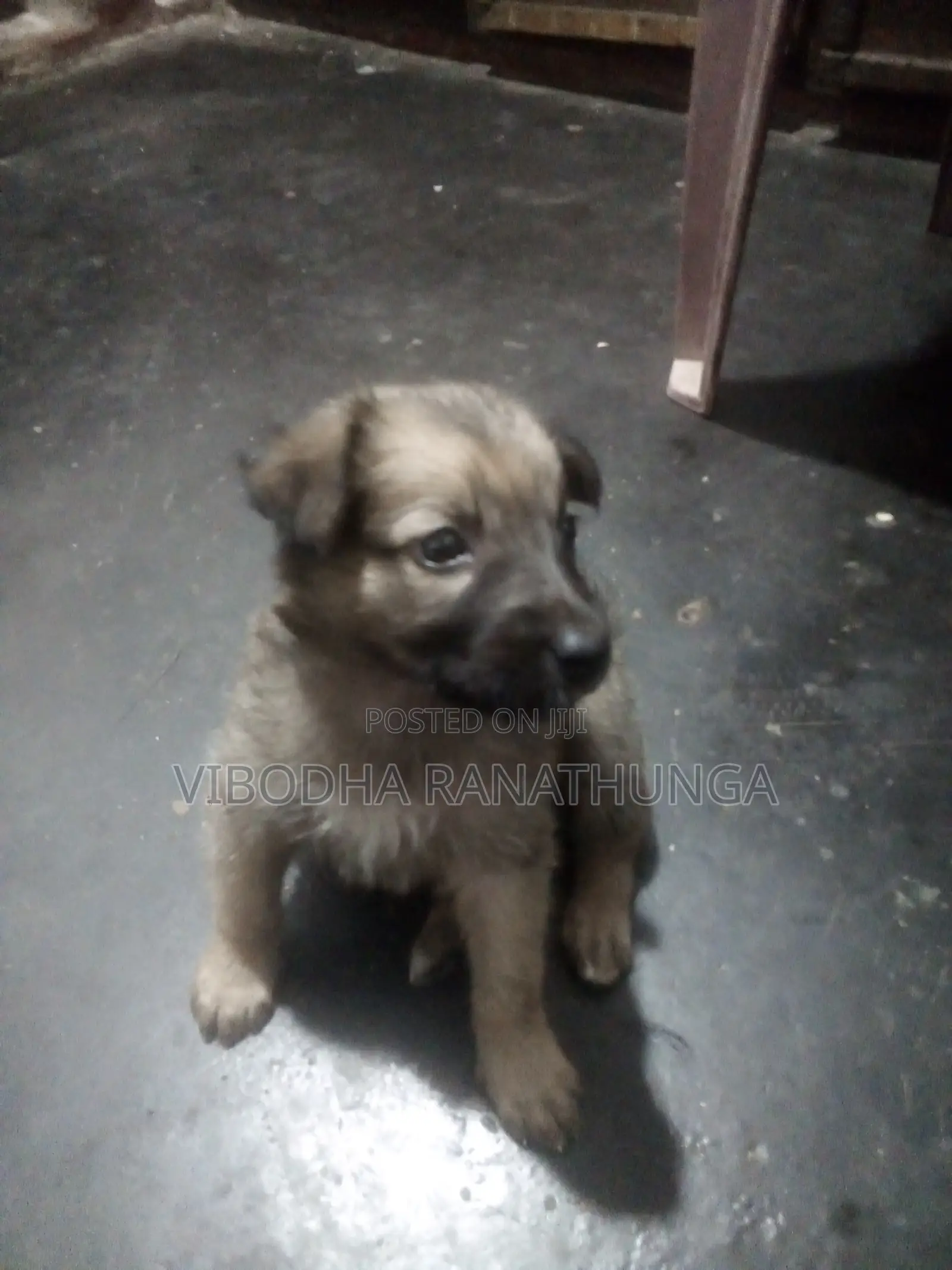 0-1 month Female Mixed Breed German Shepherd