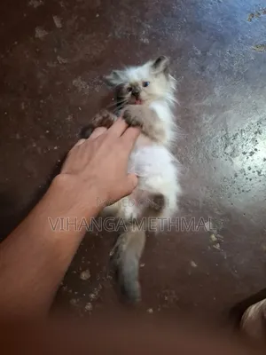 1-3 months Female Purebred Persian