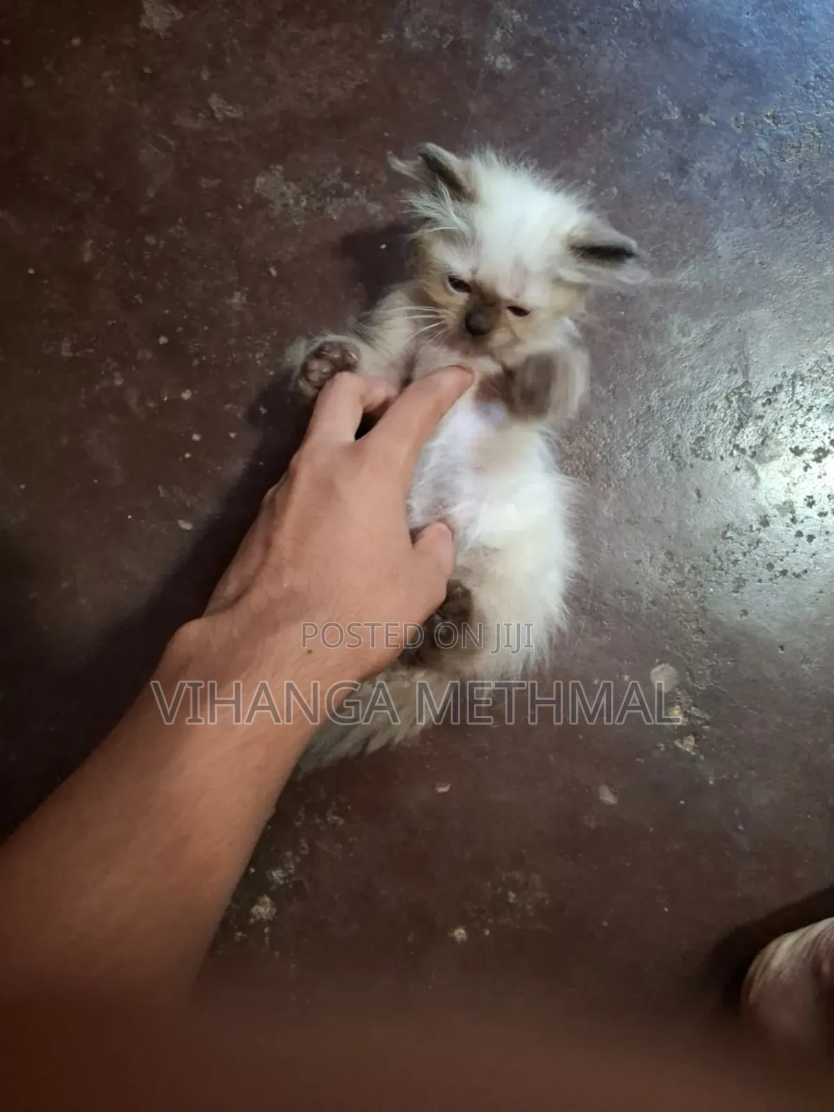 1-3 months Female Purebred Persian