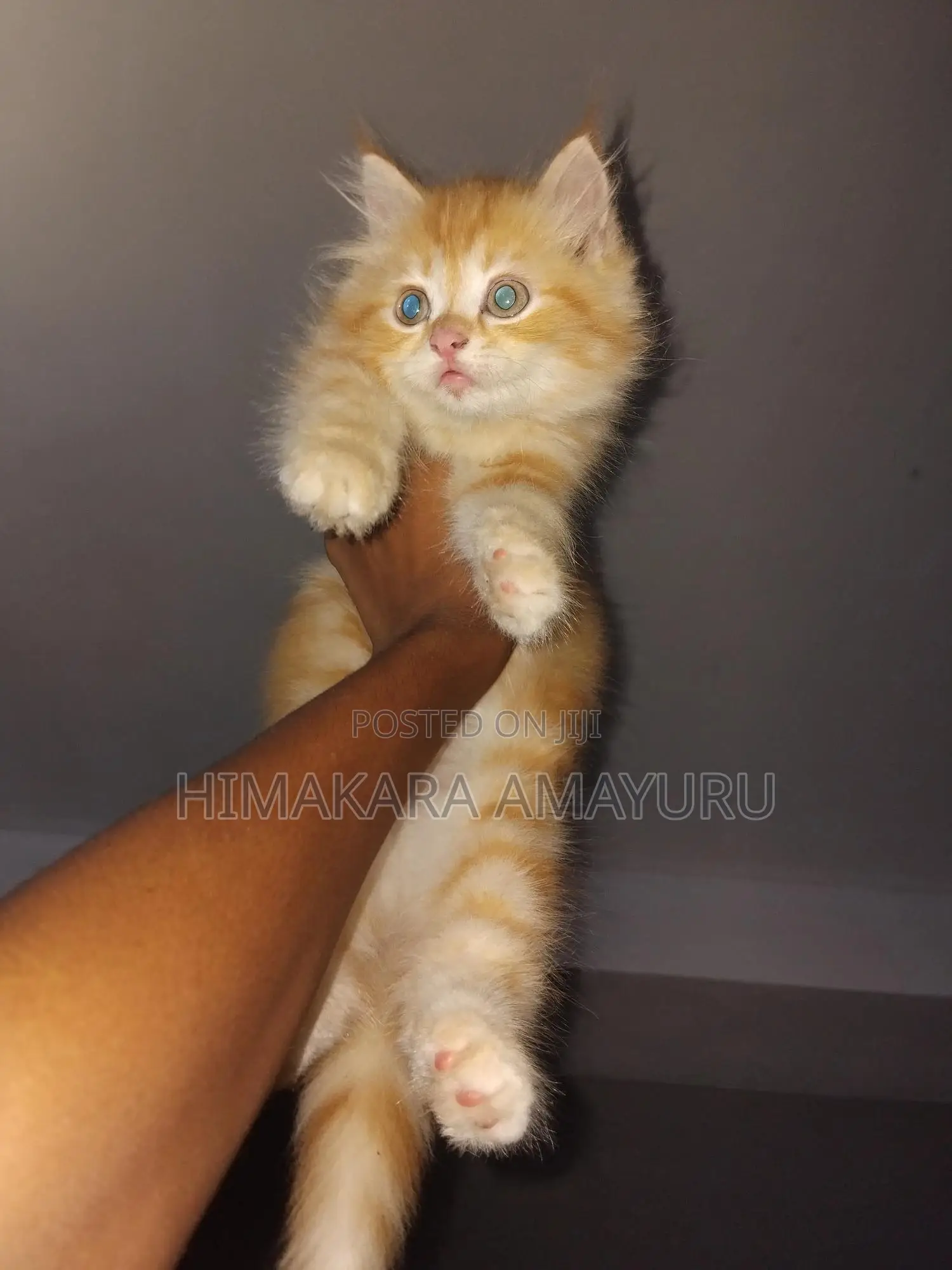 3-6 months Male Purebred Persian