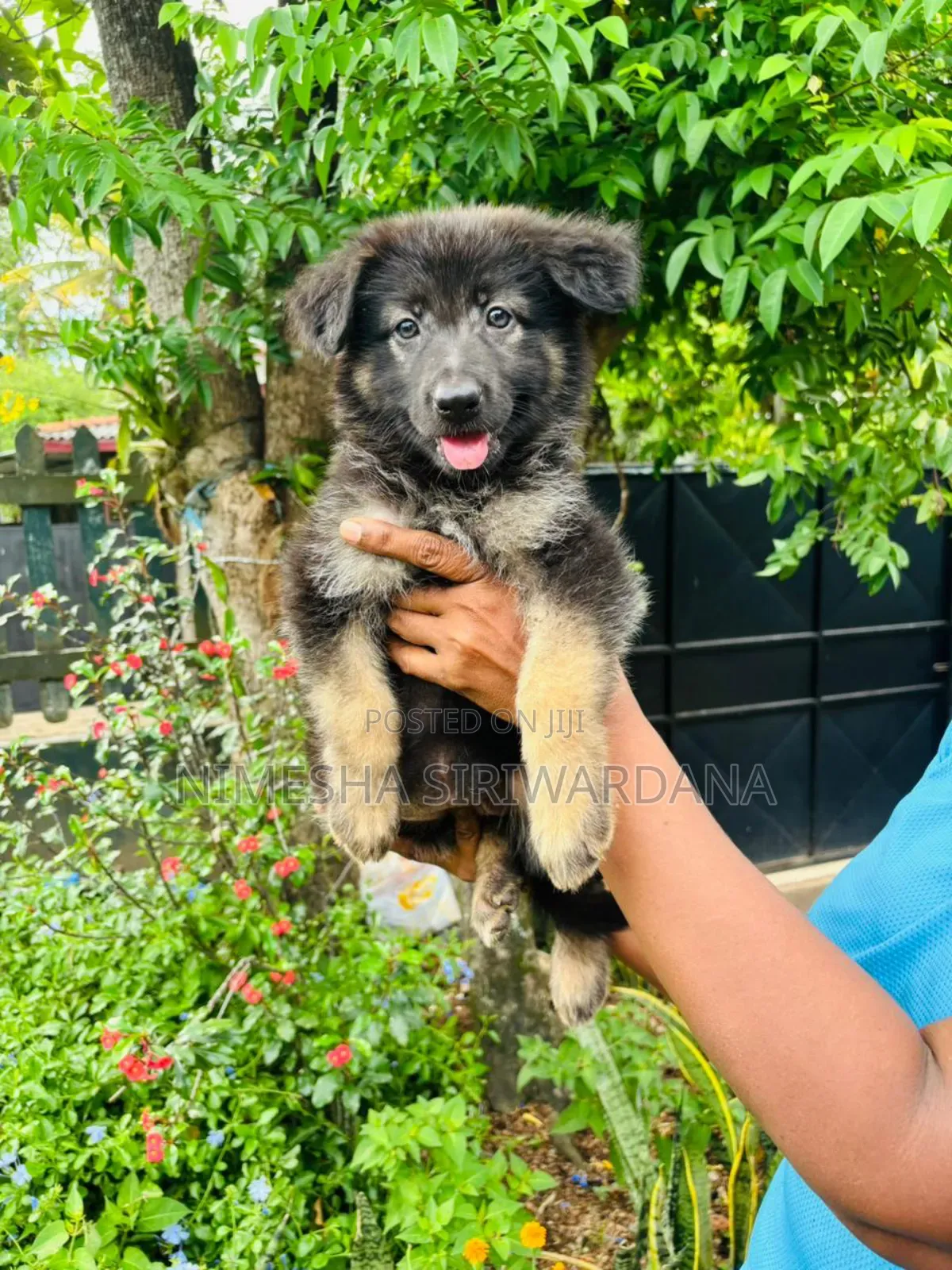 1-3 months Male Purebred German Shepherd