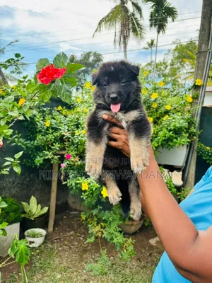 1-3 months Male Purebred German Shepherd