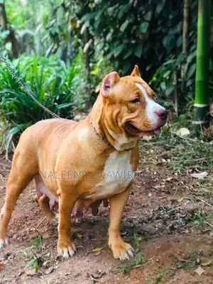 0-1 month Male Purebred American Bully