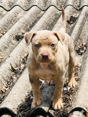 0-1 month Male Purebred American Bully