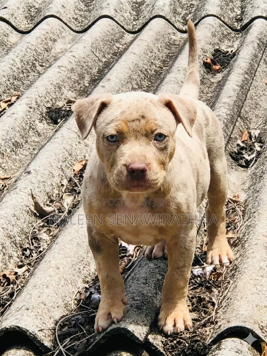 0-1 month Male Purebred American Bully