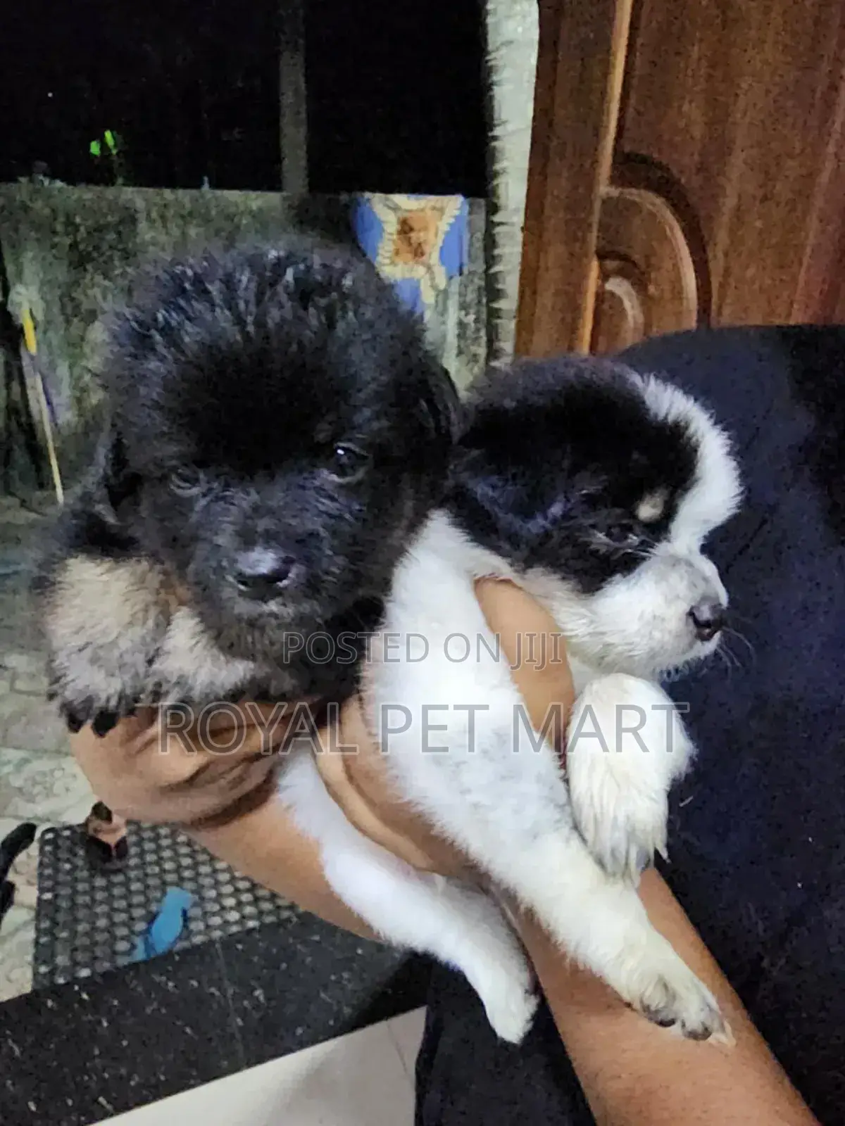 0-1 month Male Purebred Pomeranian