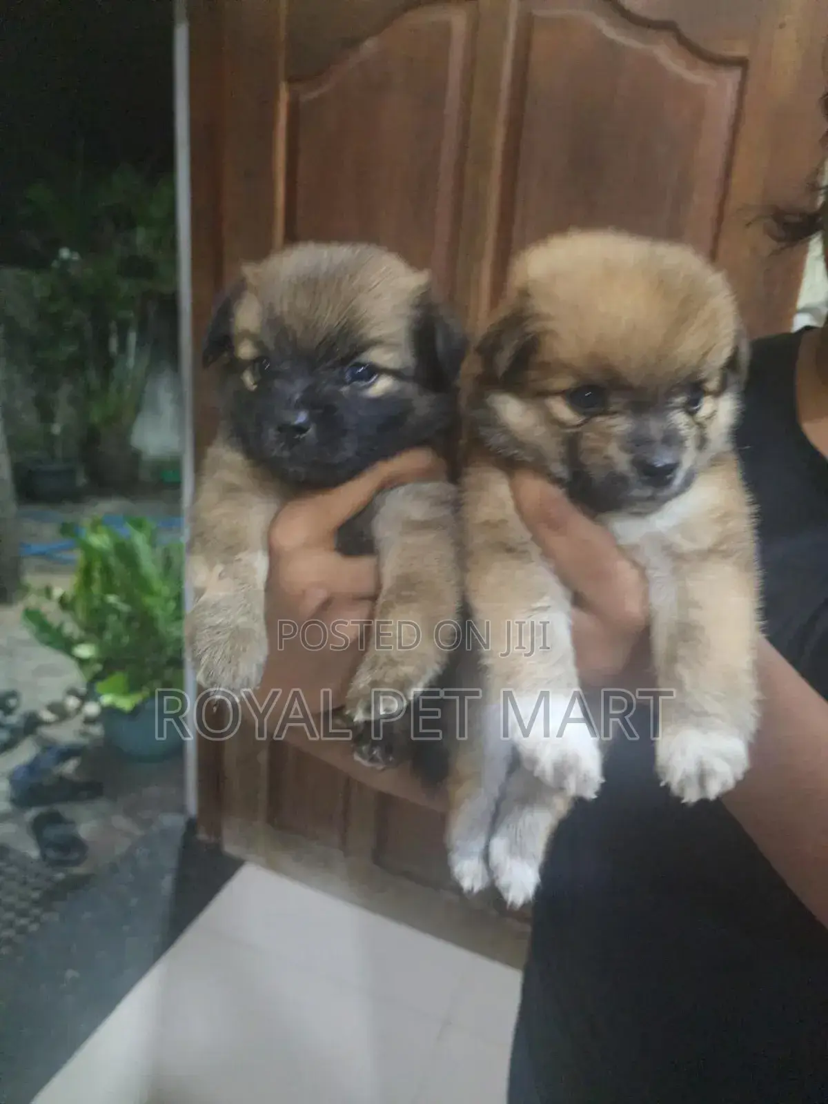 0-1 month Male Purebred Pomeranian