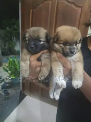 0-1 month Male Purebred Pomeranian