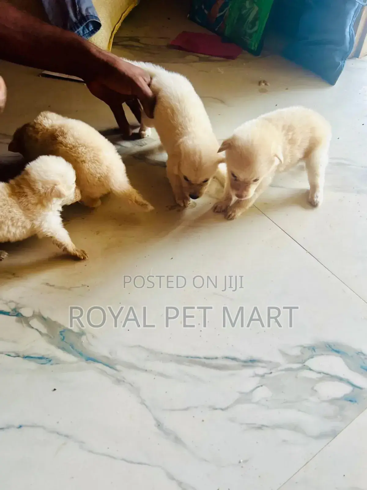 0-1 month Male Purebred Pomeranian