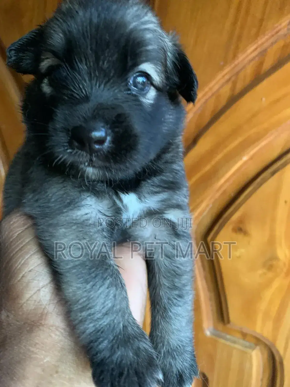 0-1 month Male Purebred Pomeranian