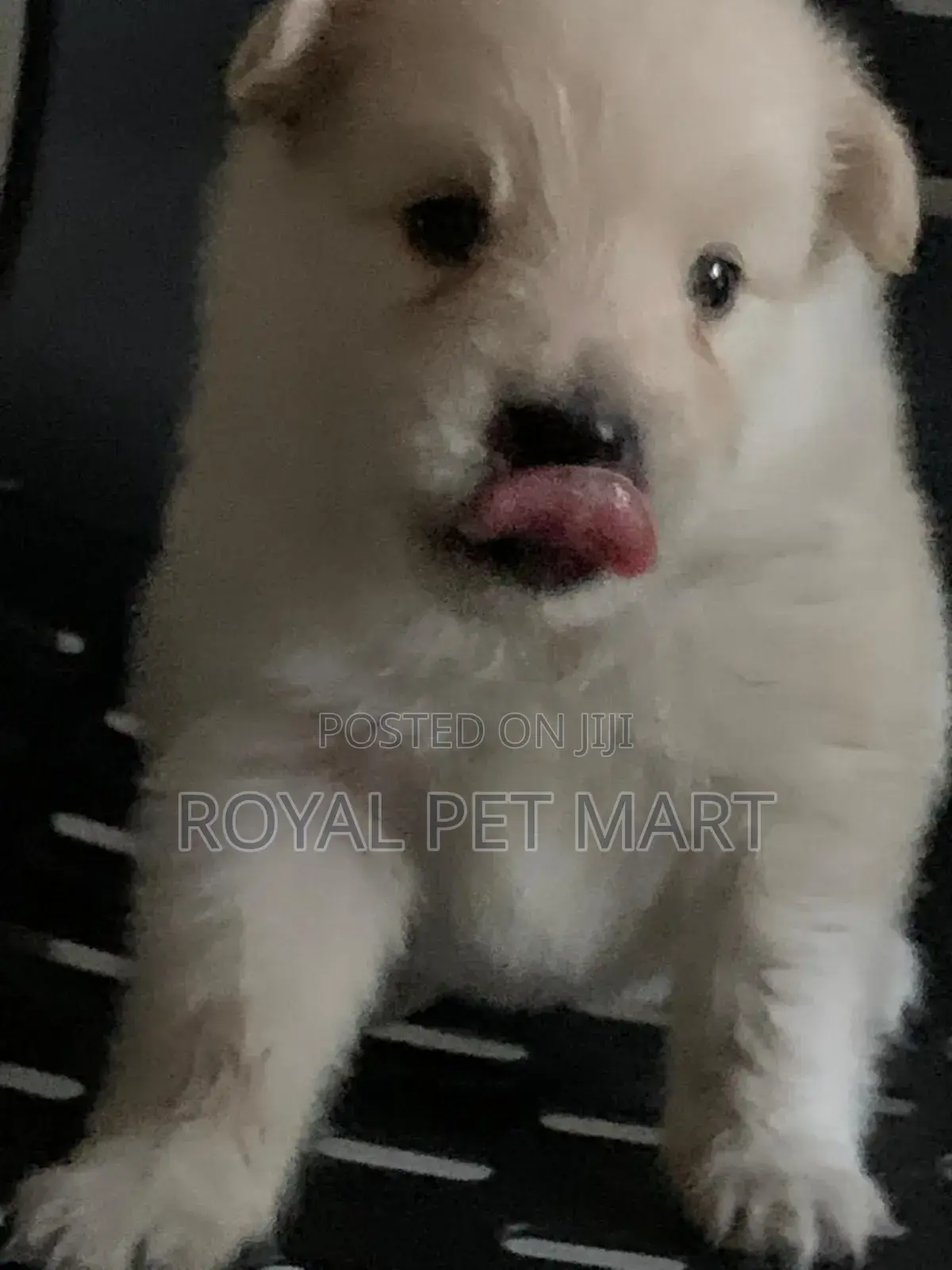 0-1 month Male Purebred Pomeranian