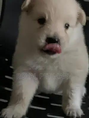 0-1 month Male Purebred Pomeranian