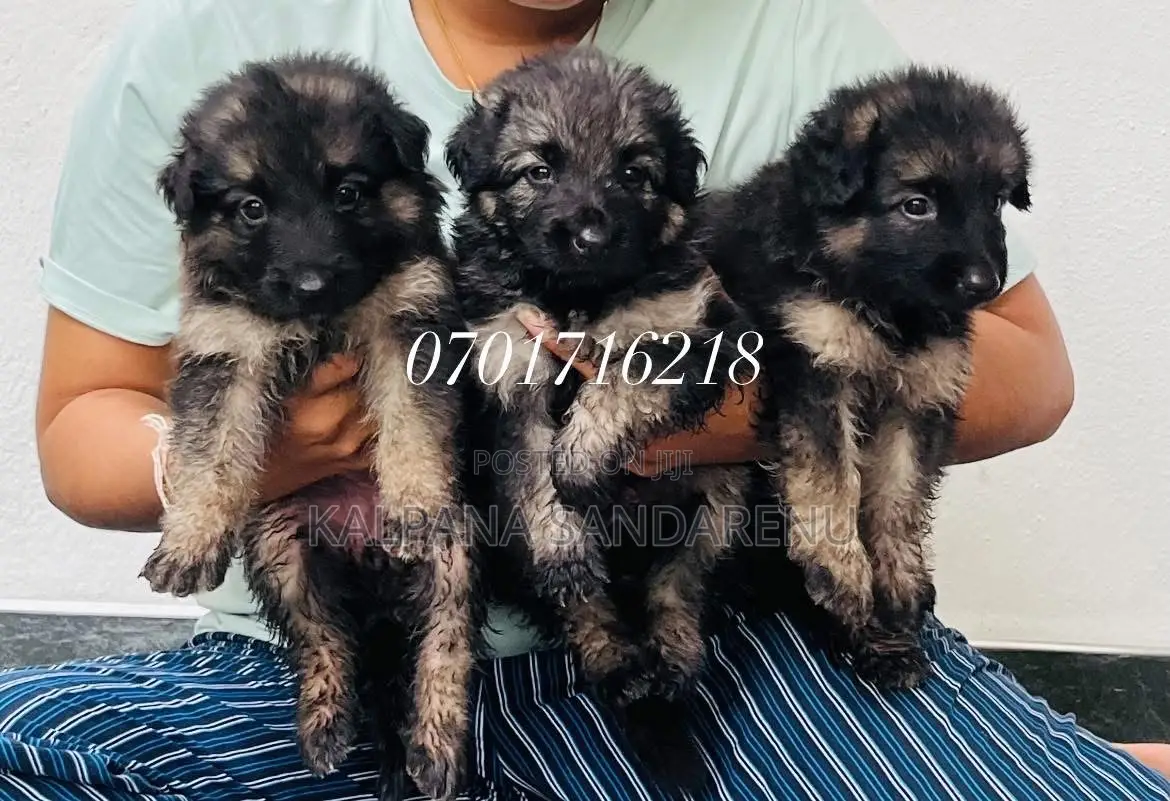 0-1 month Female Purebred German Shepherd
