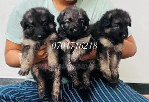 0-1 month Female Purebred German Shepherd
