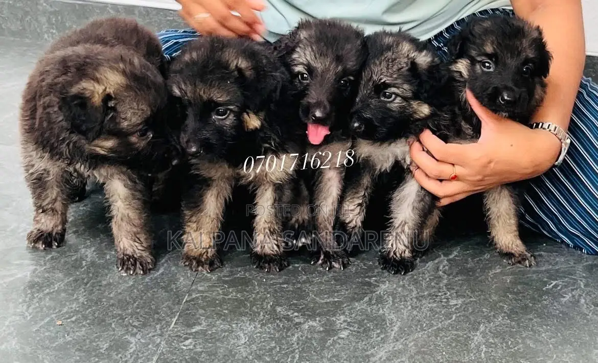 0-1 month Female Purebred German Shepherd