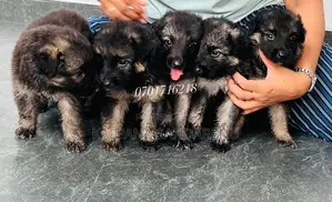 0-1 month Female Purebred German Shepherd