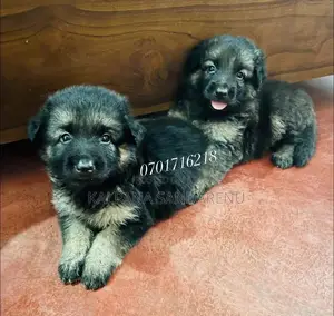 0-1 month Female Purebred German Shepherd