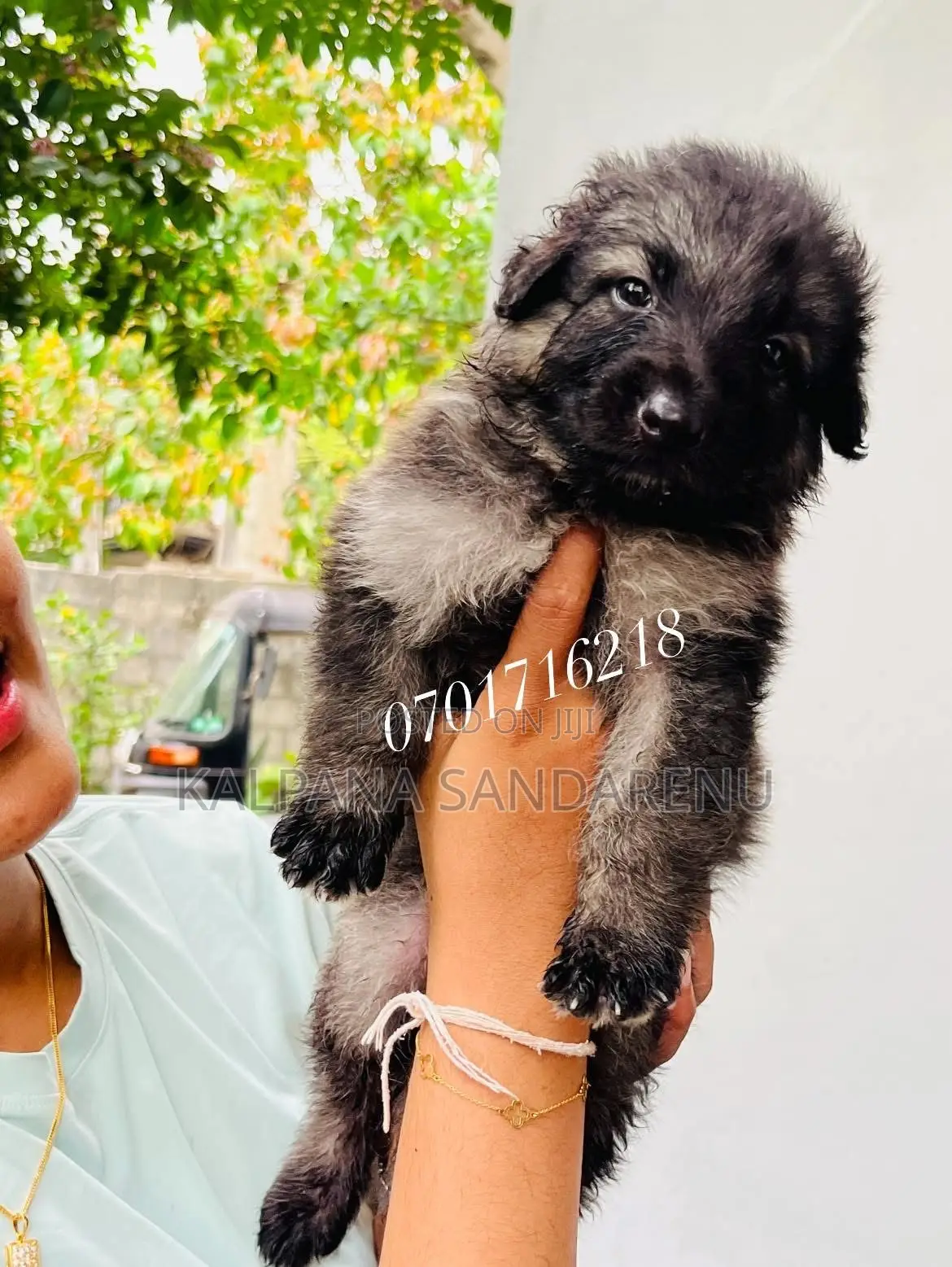 0-1 month Female Purebred German Shepherd