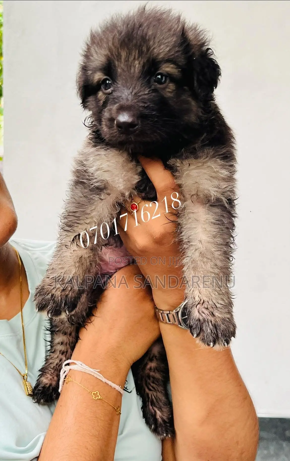 0-1 month Female Purebred German Shepherd