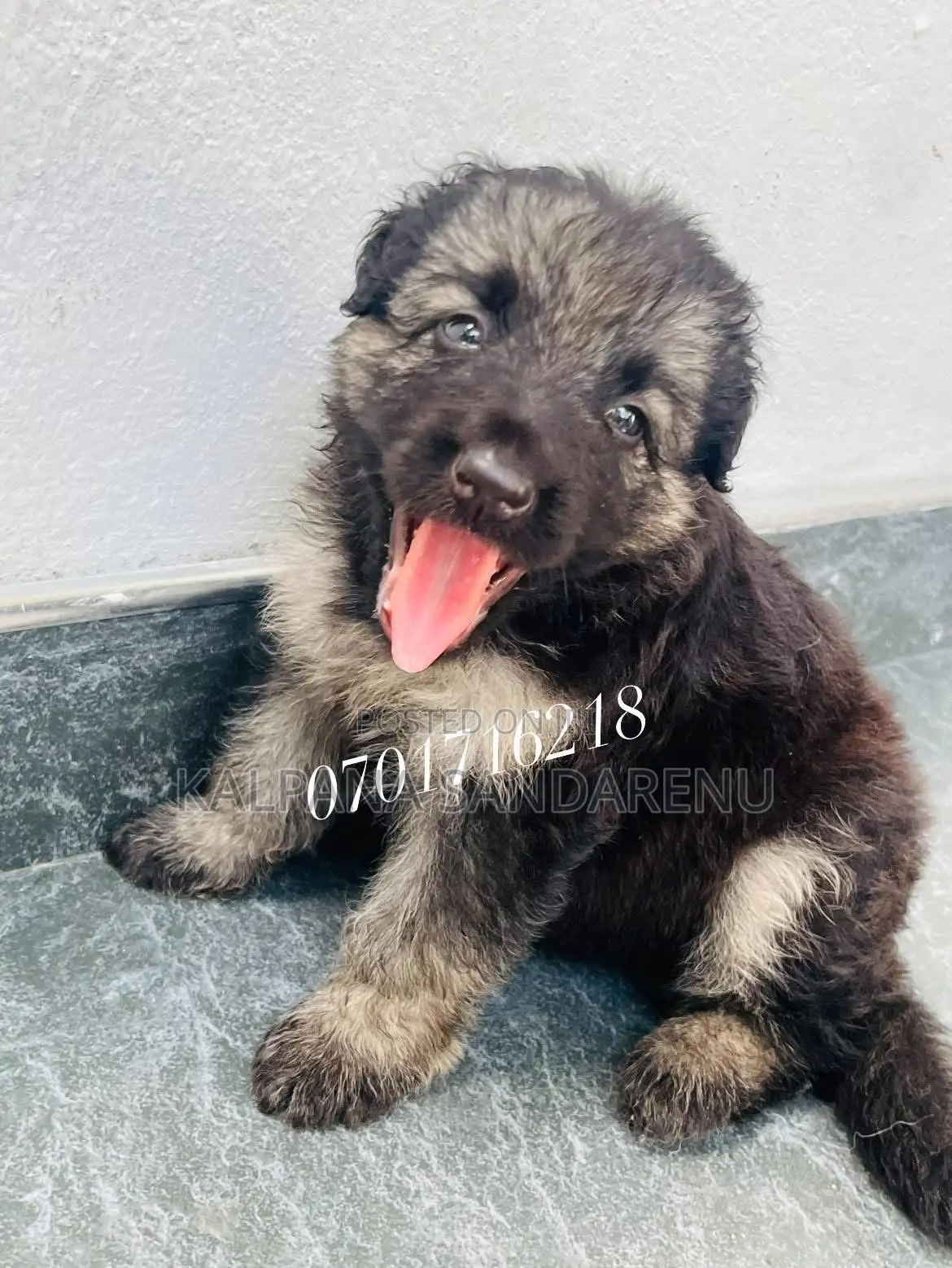 0-1 month Female Purebred German Shepherd