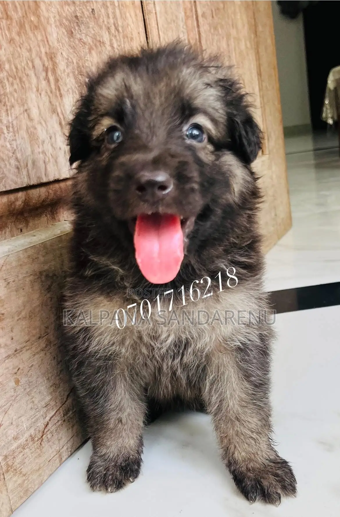 0-1 month Female Purebred German Shepherd