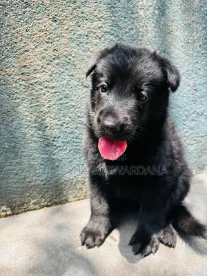 0-1 month Male Purebred German Shepherd