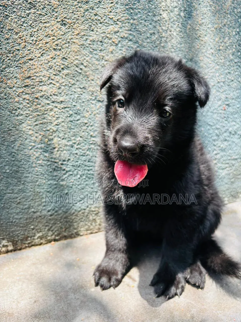 0-1 month Male Purebred German Shepherd