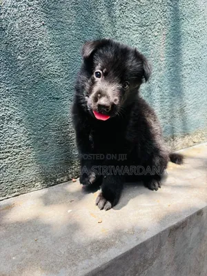 0-1 month Male Purebred German Shepherd