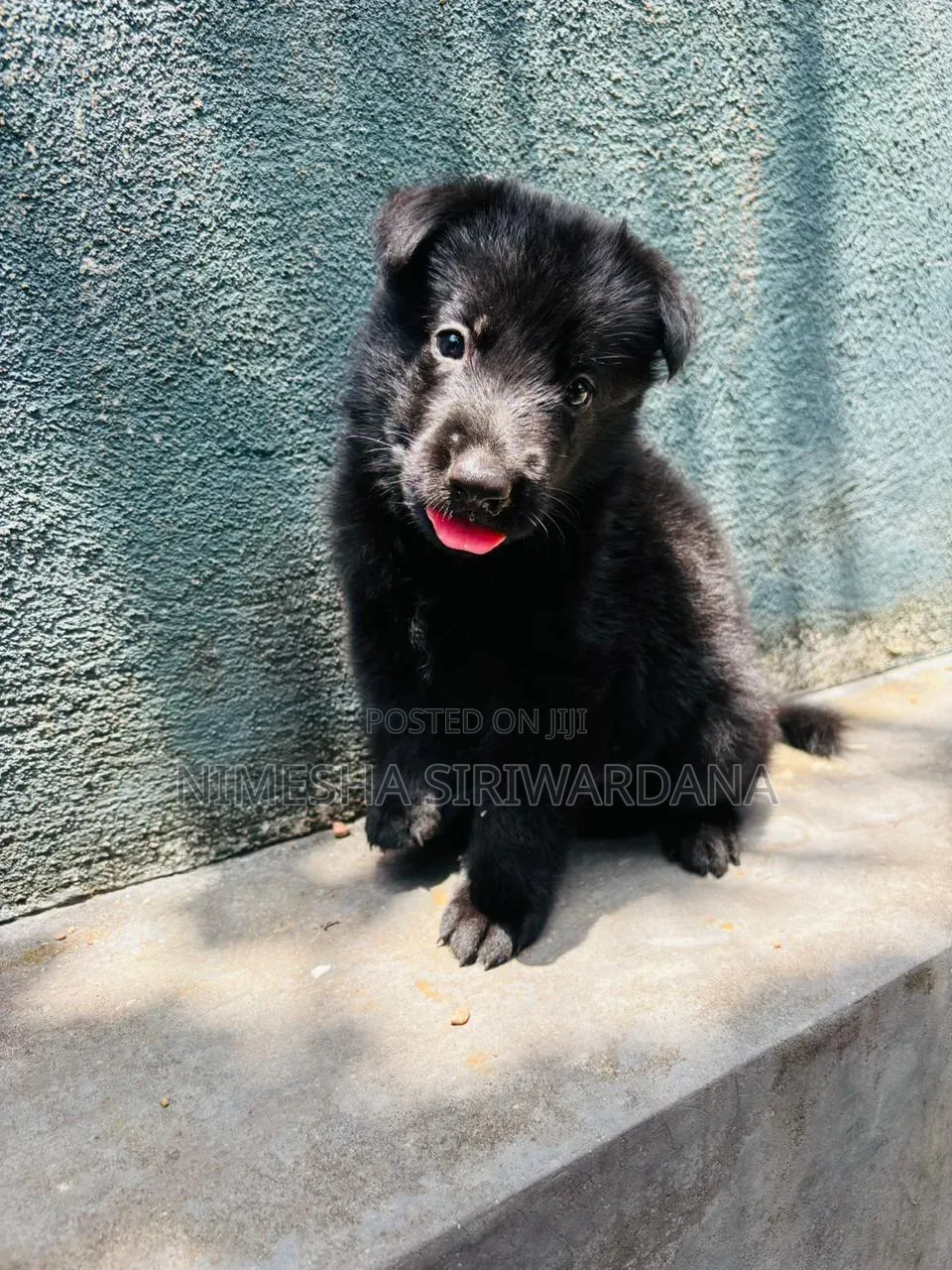 0-1 month Male Purebred German Shepherd