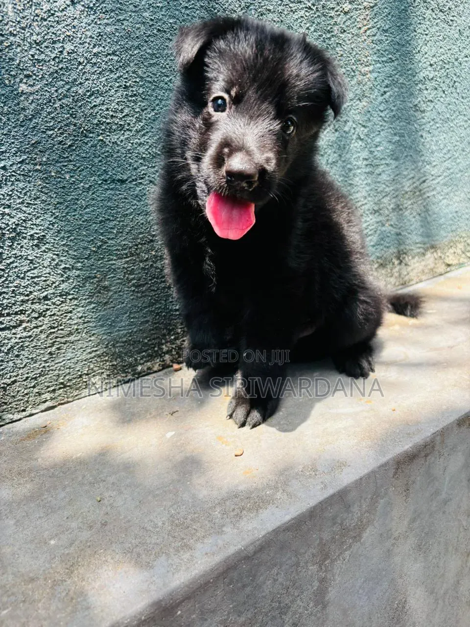 0-1 month Male Purebred German Shepherd