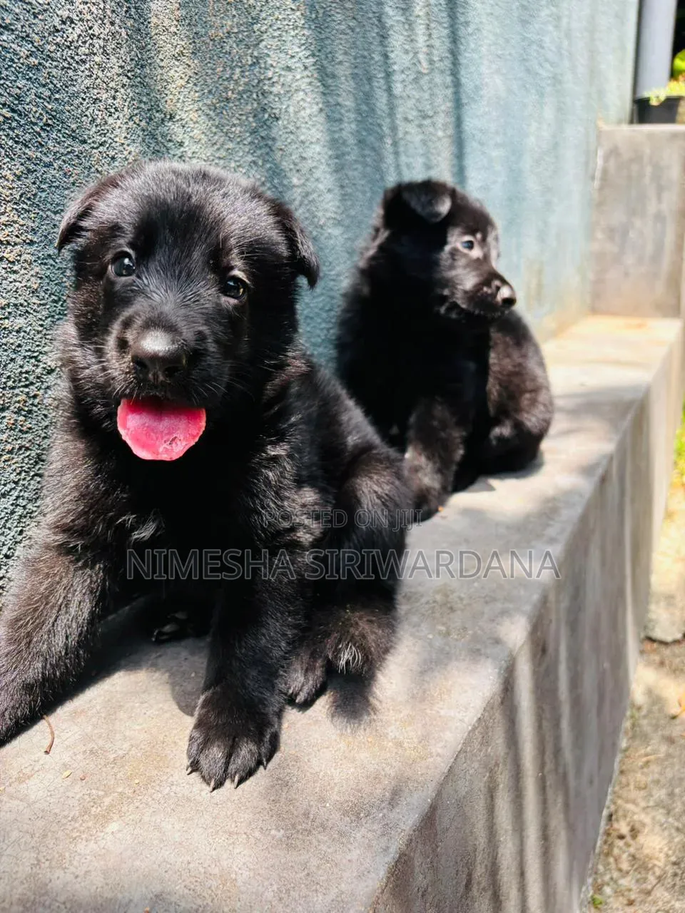 0-1 month Male Purebred German Shepherd