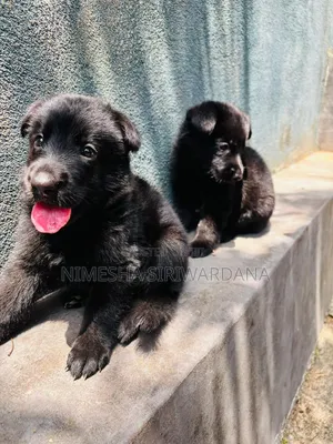 0-1 month Male Purebred German Shepherd