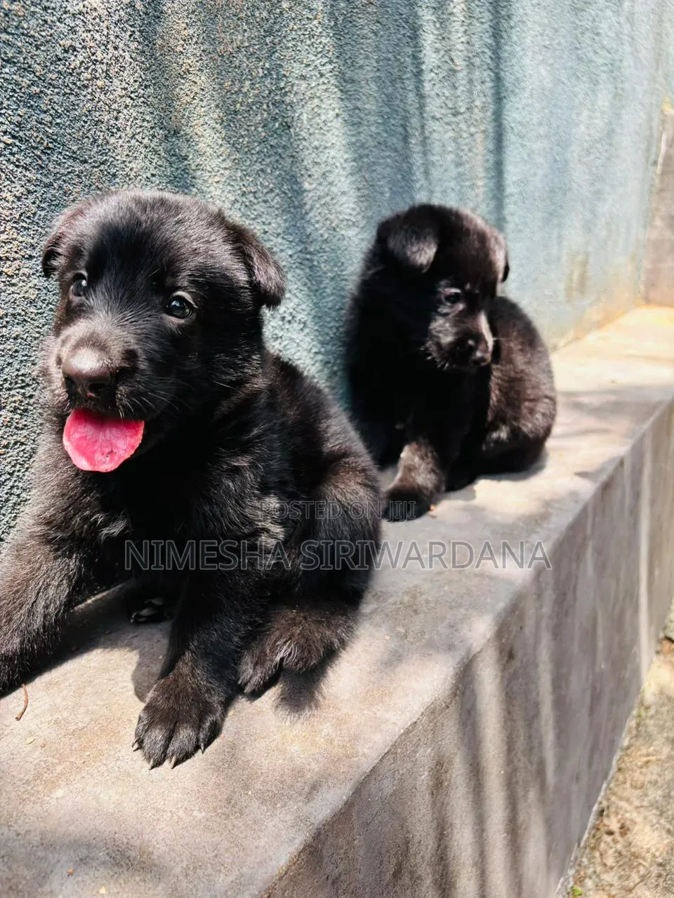 0-1 month Male Purebred German Shepherd