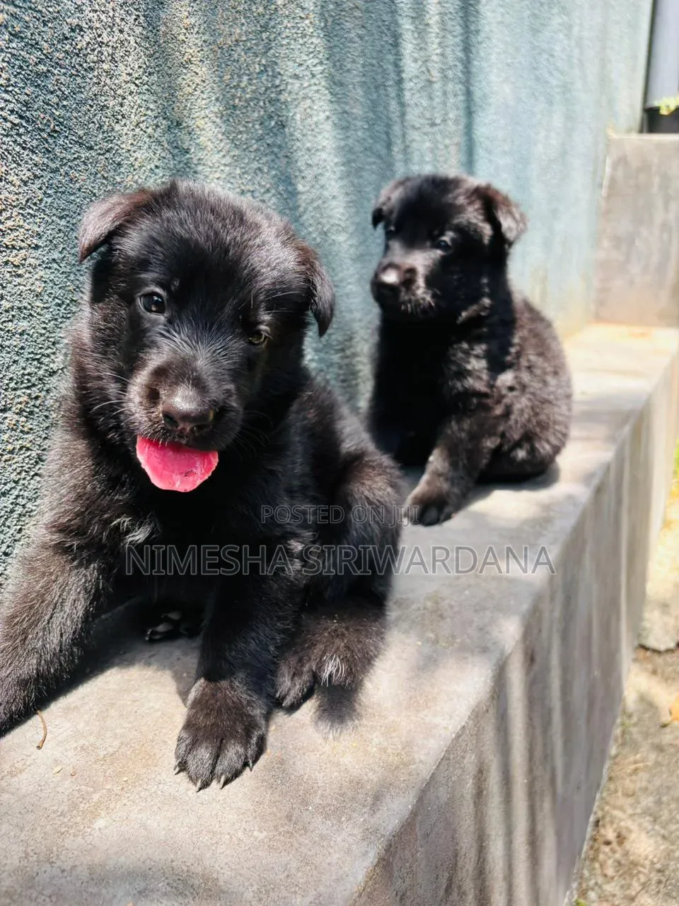 0-1 month Male Purebred German Shepherd
