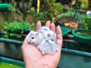 Drowf Hamster