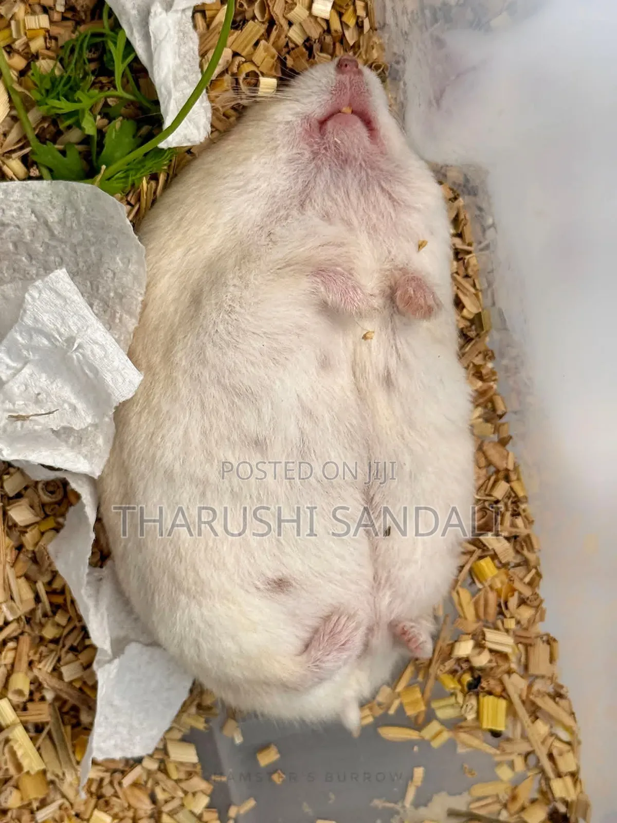 Drowf Hamster