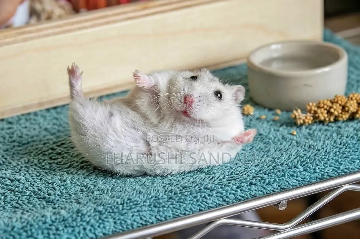 Drowf Hamster