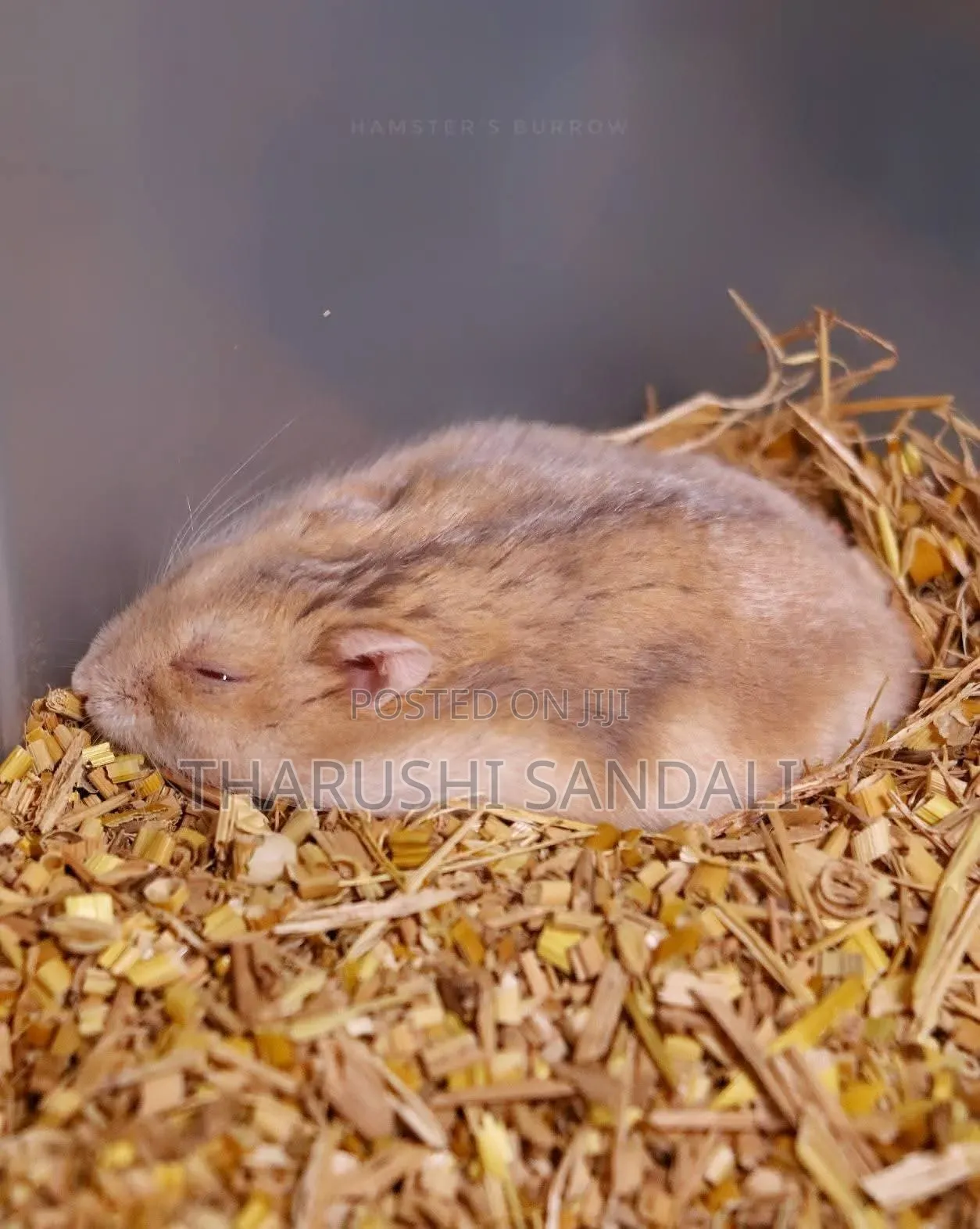 Drowf Hamster
