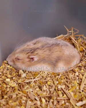 Drowf Hamster