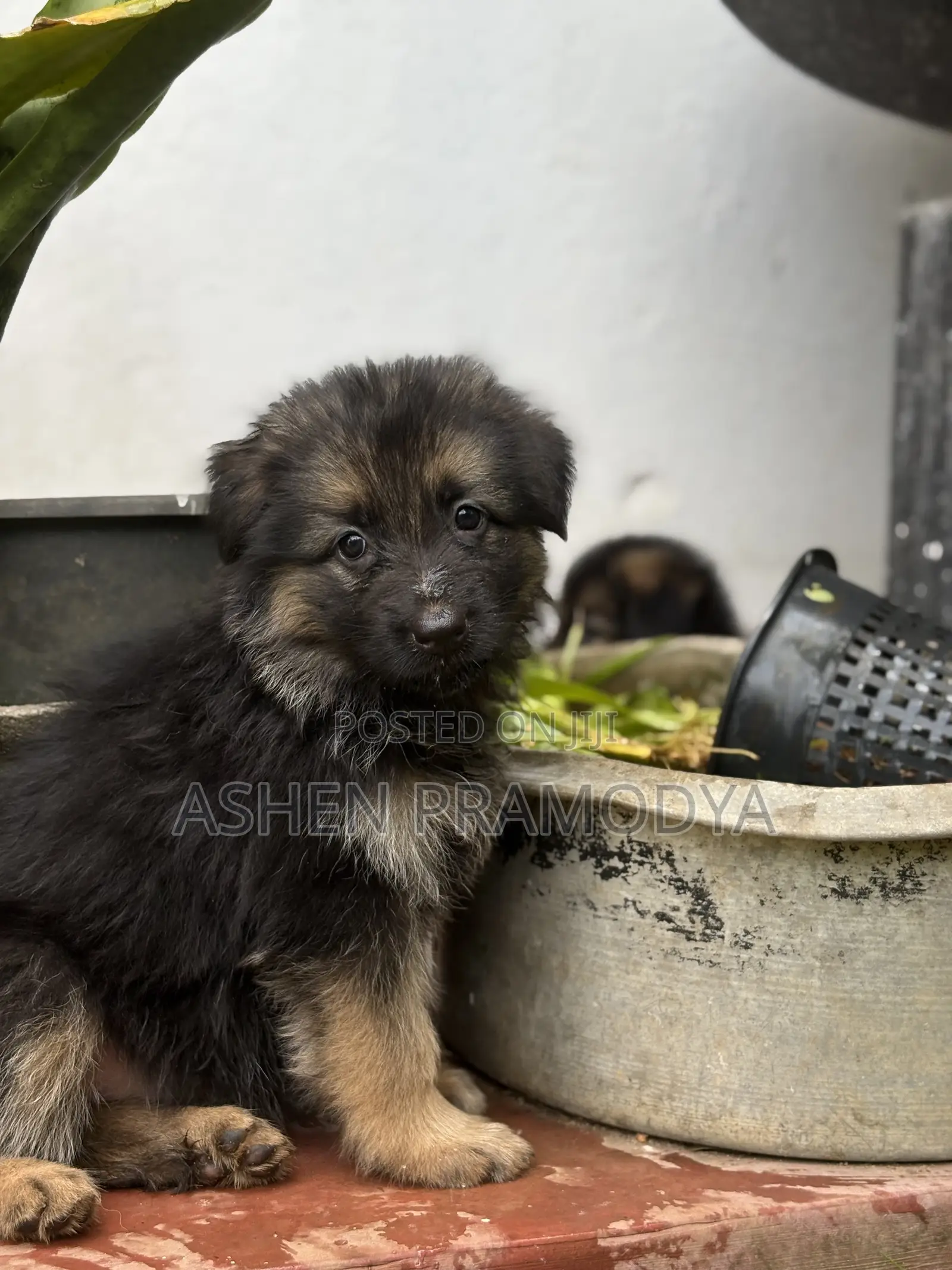1-3 months Female Purebred German Shepherd