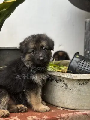 1-3 months Female Purebred German Shepherd