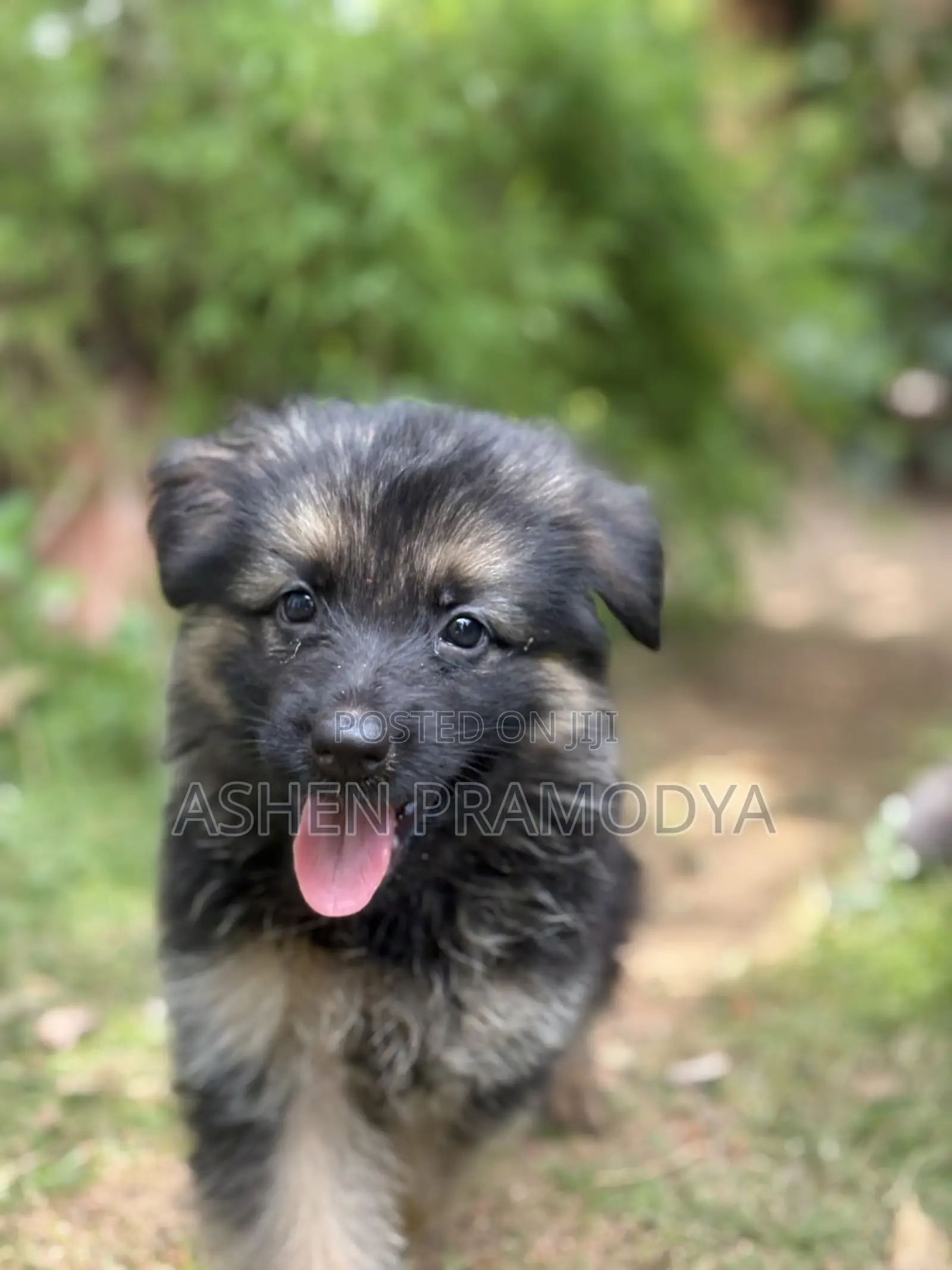 1-3 months Female Purebred German Shepherd