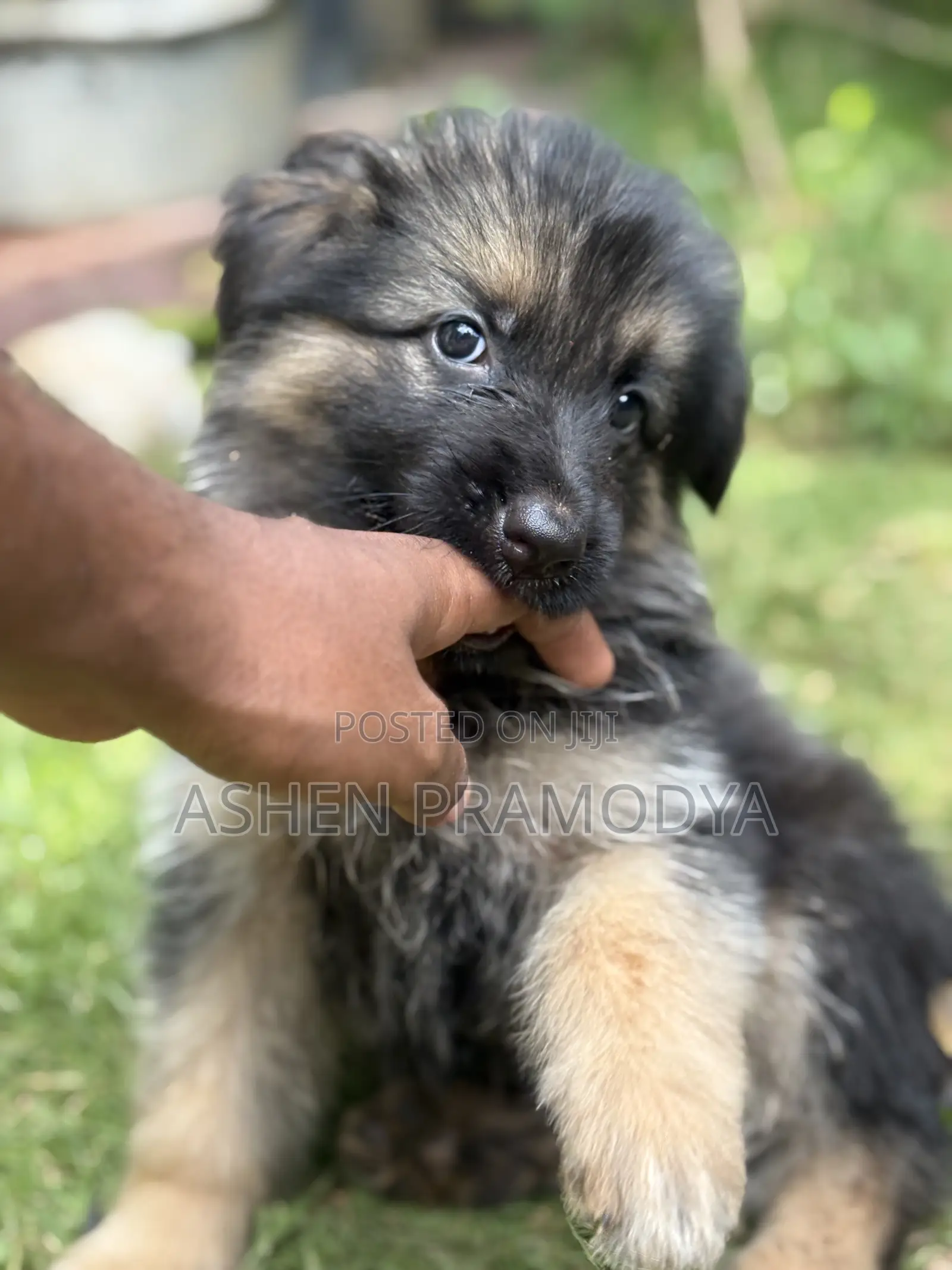 1-3 months Female Purebred German Shepherd