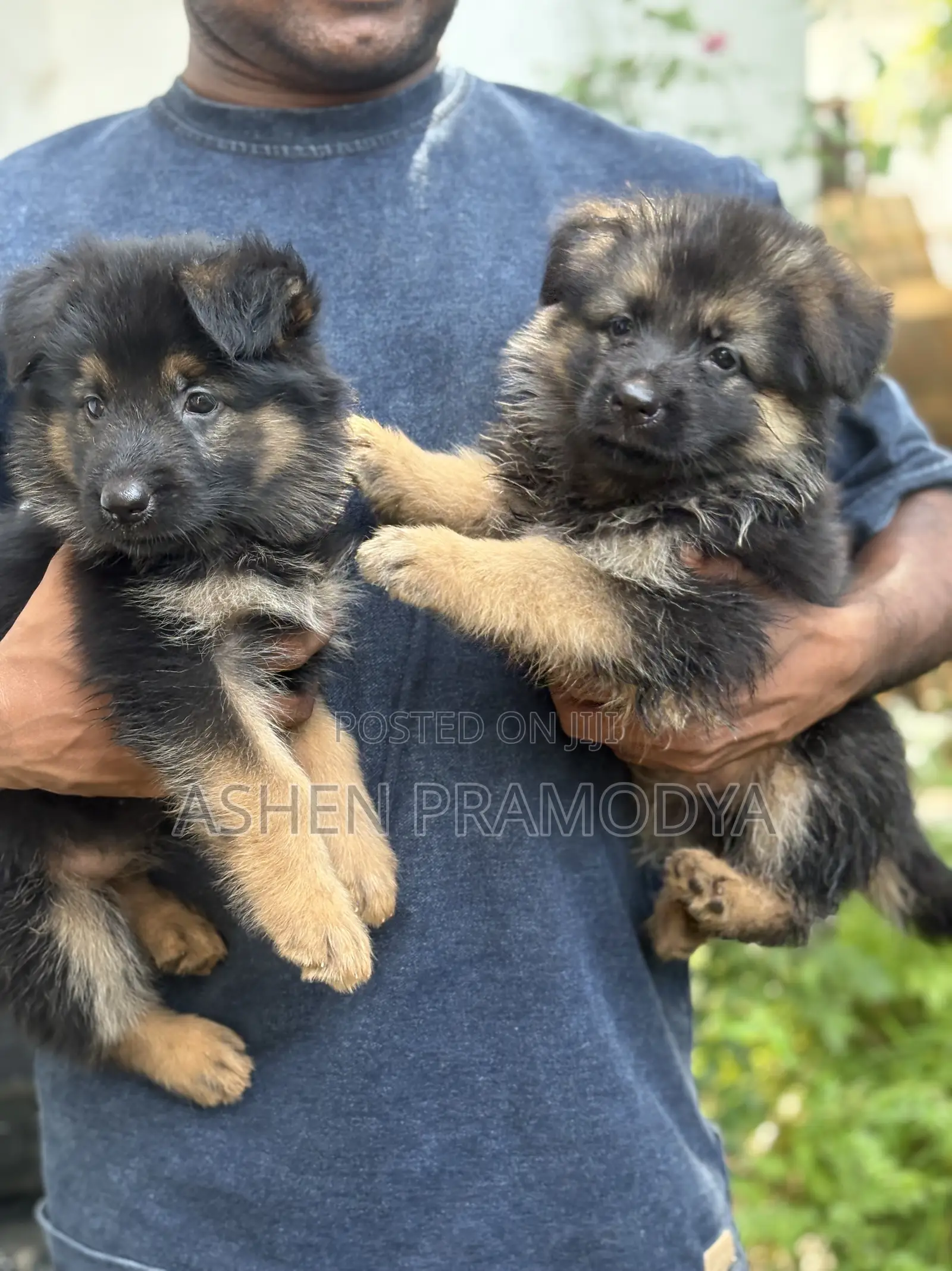 1-3 months Female Purebred German Shepherd