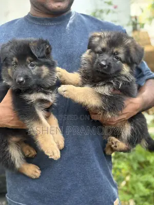 1-3 months Female Purebred German Shepherd