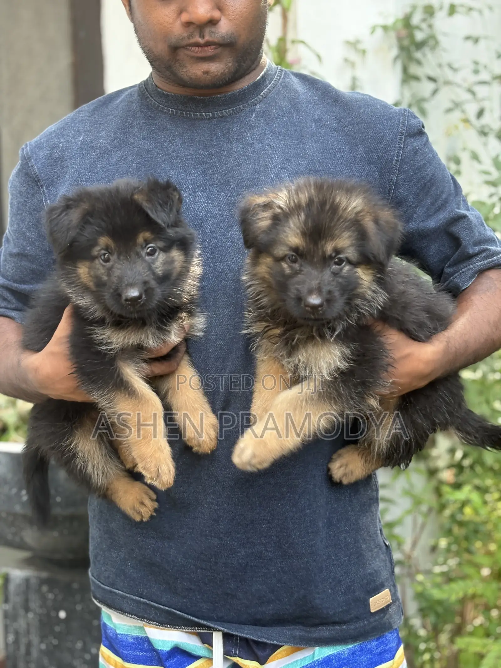1-3 months Female Purebred German Shepherd