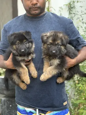 1-3 months Female Purebred German Shepherd