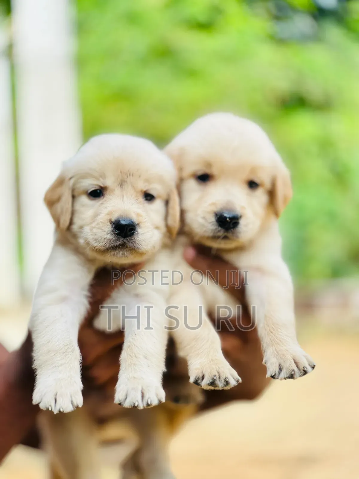 1-3 months Male Purebred Golden Retriever