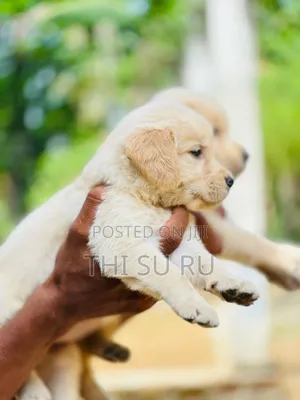 1-3 months Male Purebred Golden Retriever